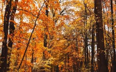 November News: HSAs for Federal Agents