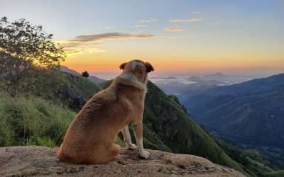 10 Reasons for Federal Agents to Update an Estate Plan